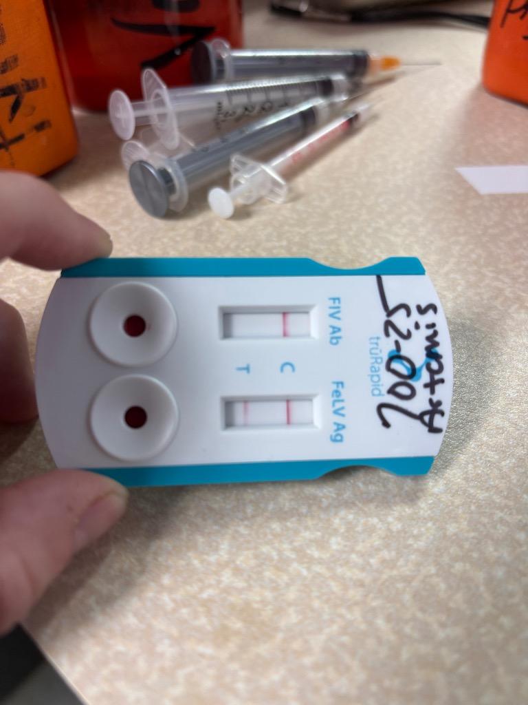 Artemis, Adoptable, Young Female Domestic Short Hair.