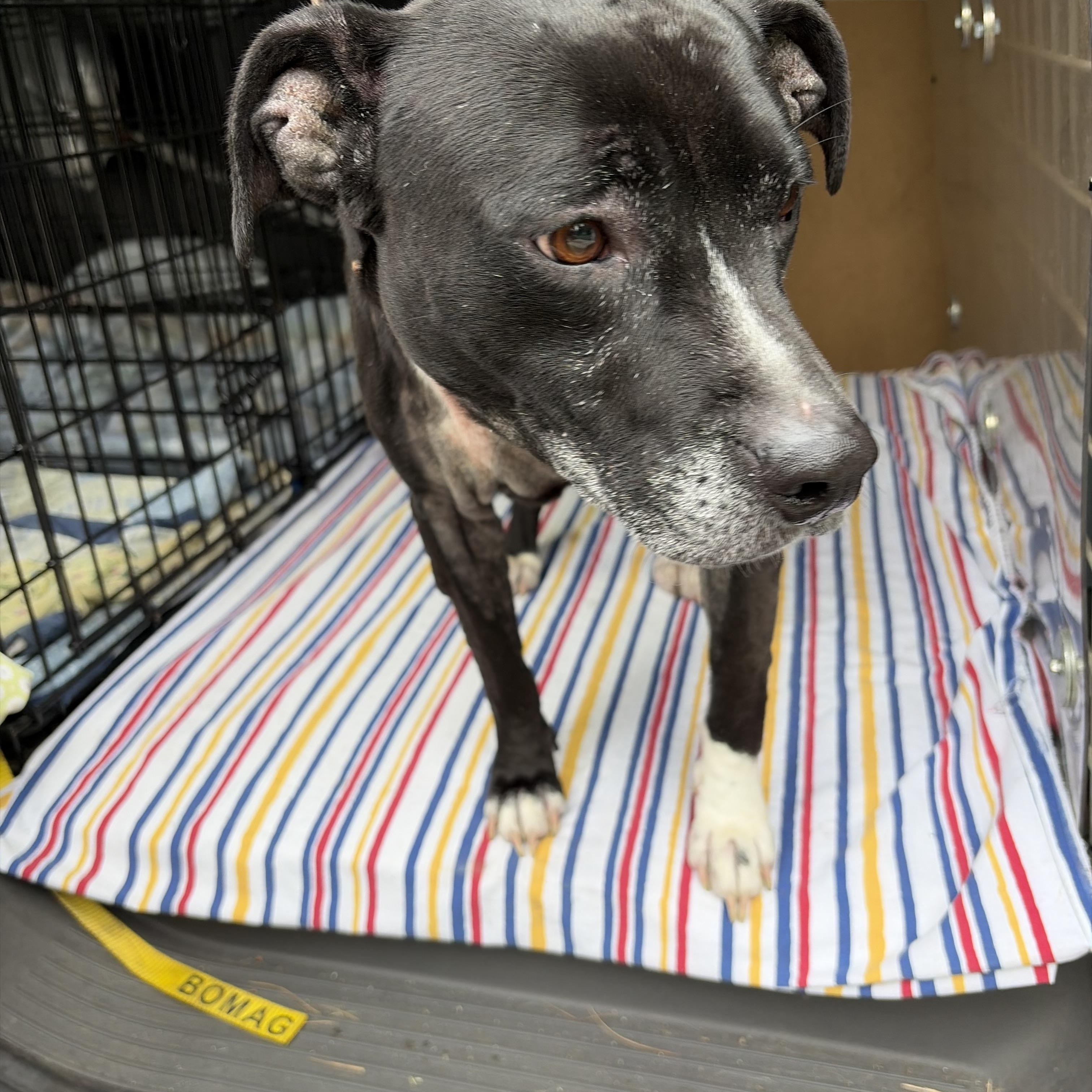 FOUND 168, ADOPTABLE, Adult Female American Staffordshire Terrier & Black Labrador Retriever.