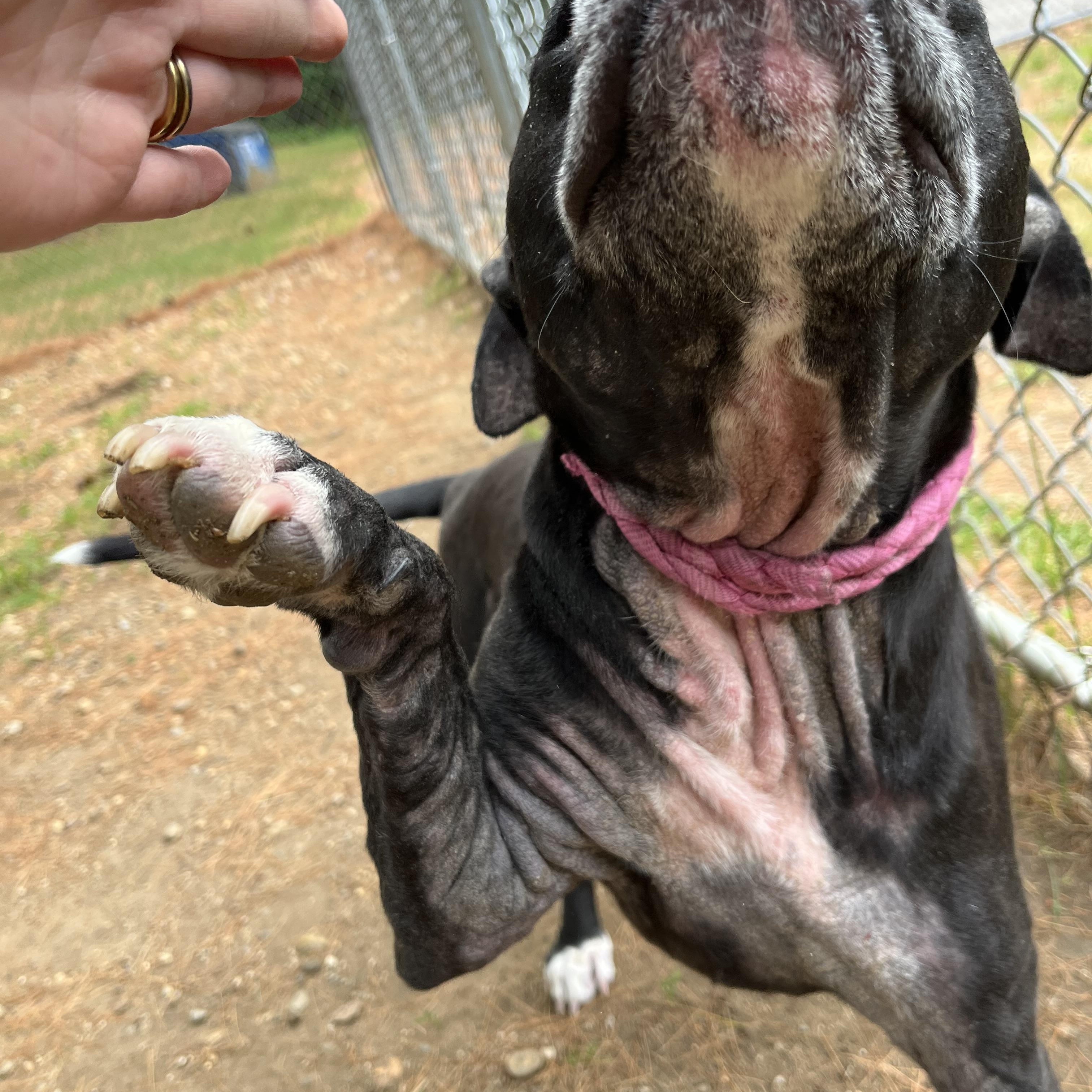 FOUND 168, a ADOPTABLE mixed breed in Mansfield, CT image 2/2