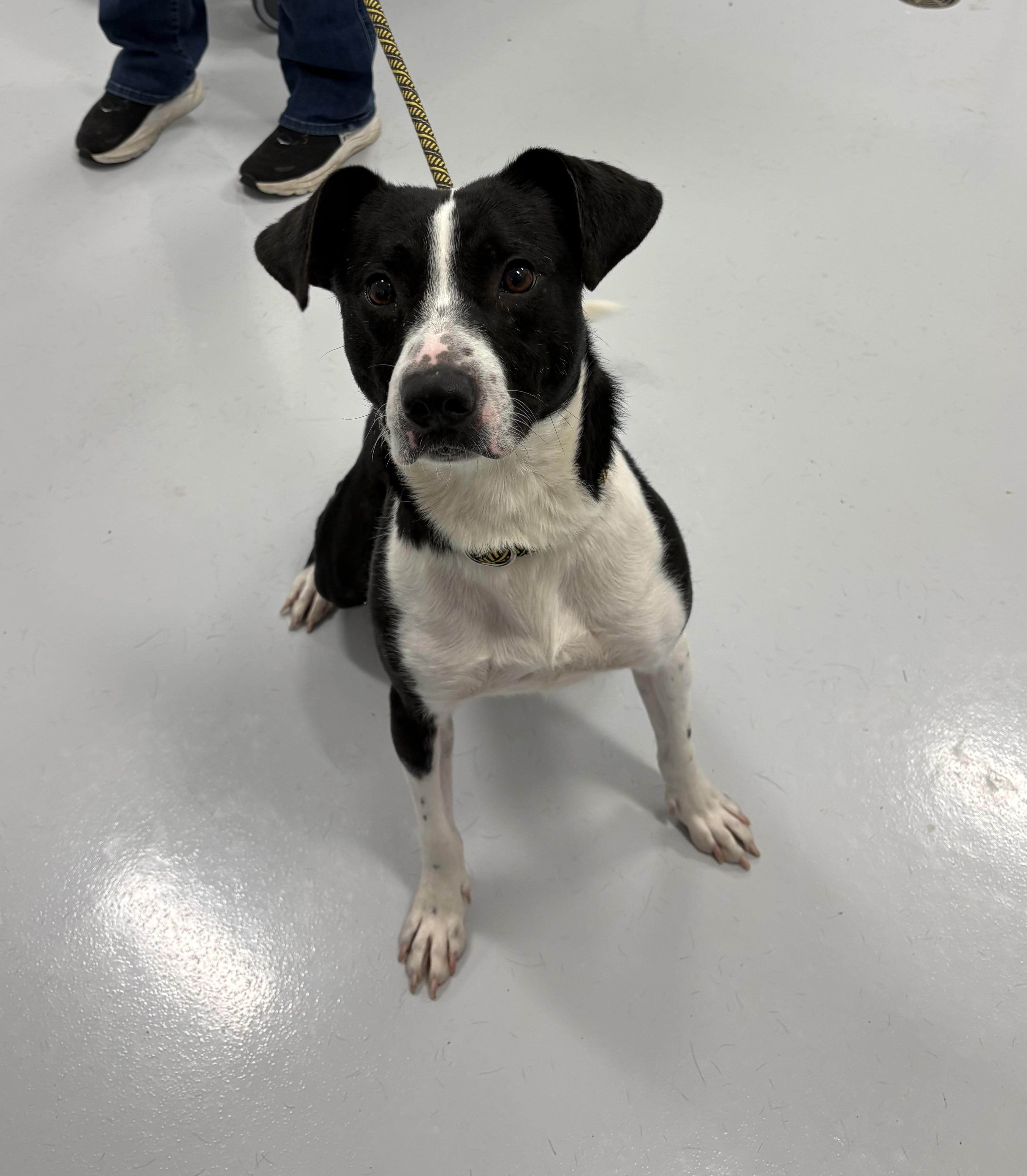 Enlarge Sam, a ADOPTABLE mixed breed in Kankakee, IL image 1/2