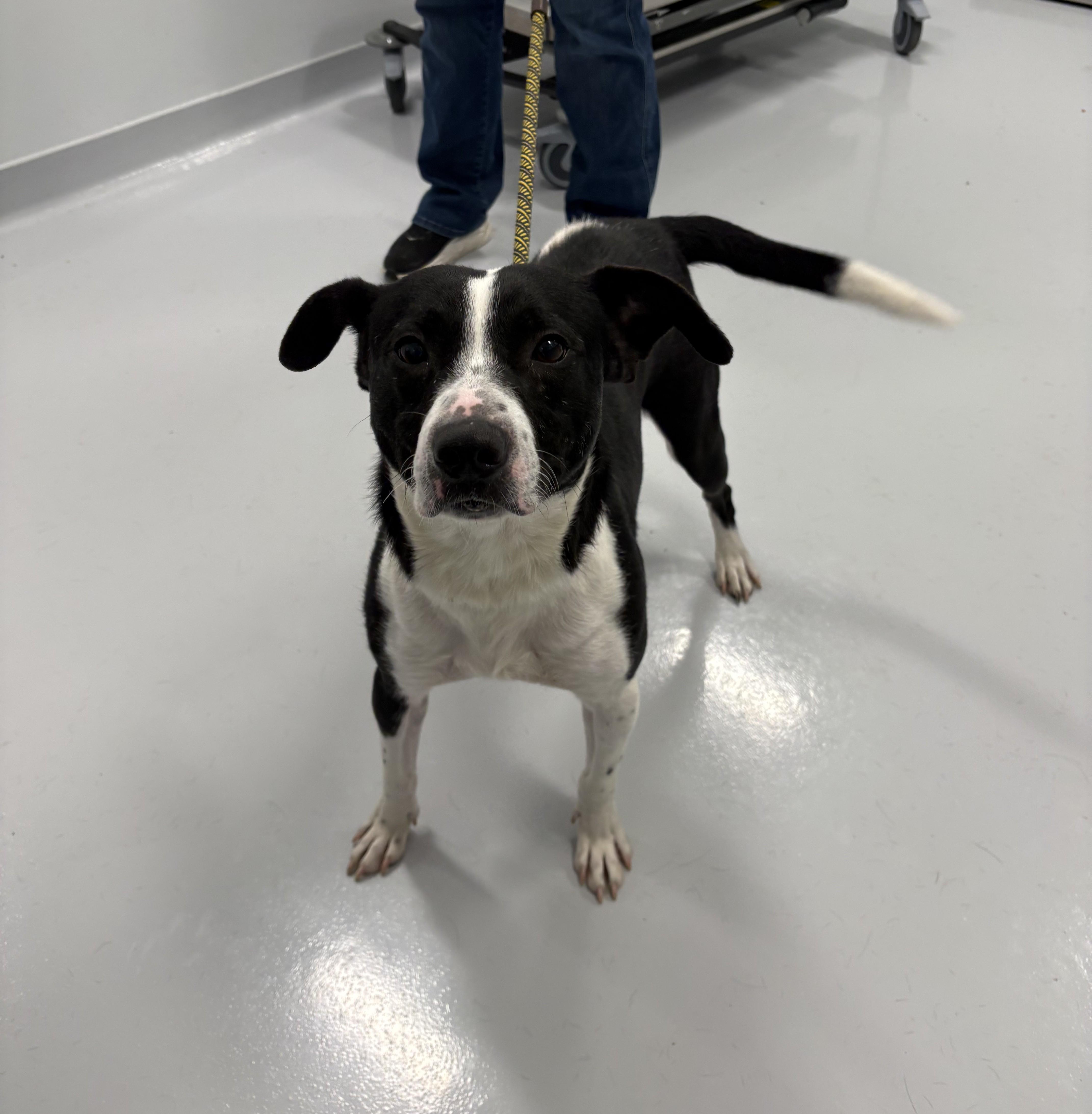 Enlarge Sam, a ADOPTABLE mixed breed in Kankakee, IL image 2/2