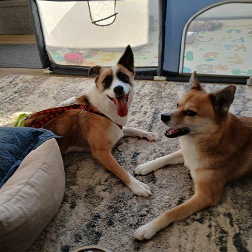 KC, Adoptable, Young Female Shepherd & Mixed Breed.