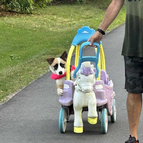 Enlarge KC, a Adoptable mixed breed in Sunderland, ON image 3/6