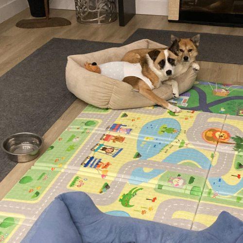 Enlarge KC, a Adoptable mixed breed in Sunderland, ON image 5/6