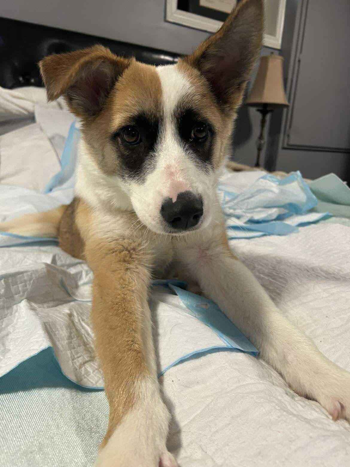 Enlarge KC, a Adoptable mixed breed in Sunderland, ON image 5/6