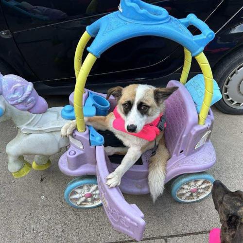 Enlarge KC, a Adoptable mixed breed in Sunderland, ON image 6/6