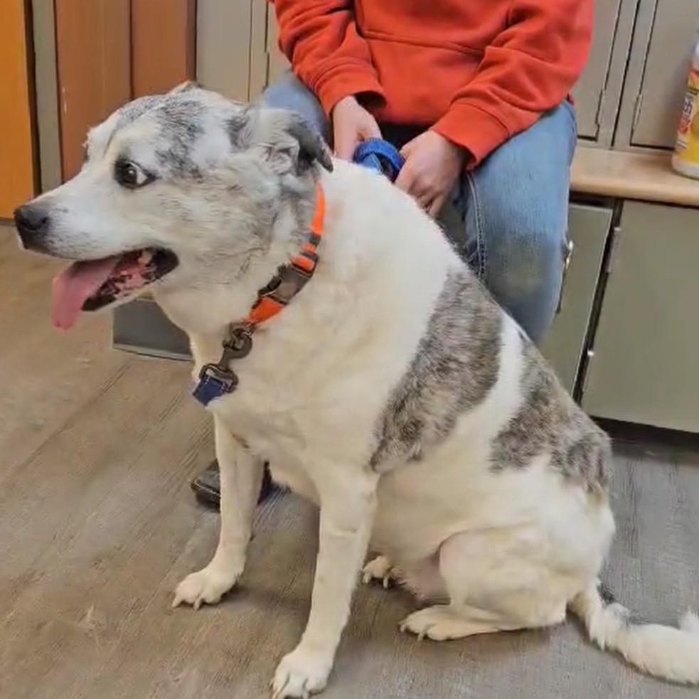 Enlarge Miss Daisy, a Adoptable mixed breed in Spring Hill, KS image 1/1