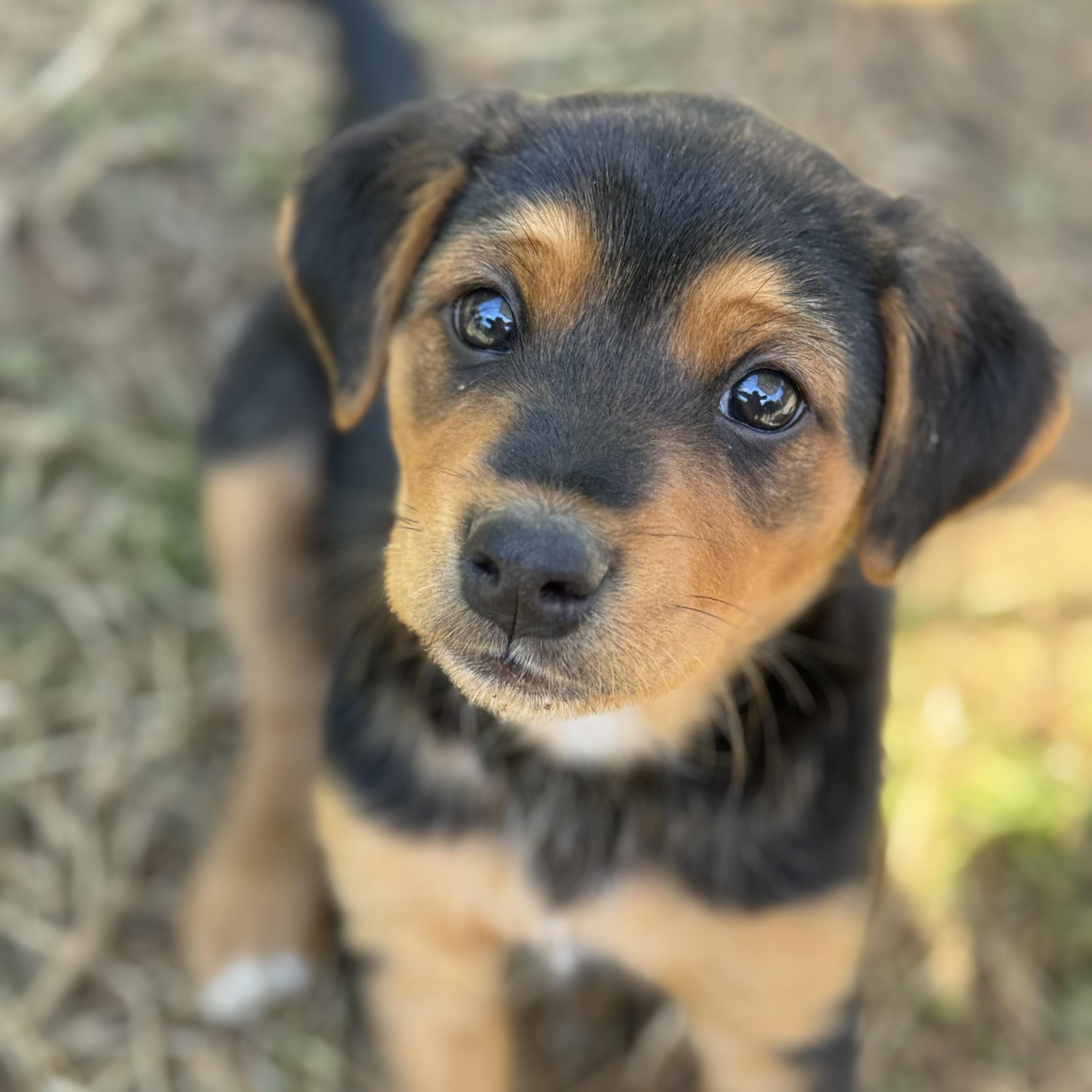Enlarge Congaree, a ADOPTABLE mixed breed in Richmond, VA image 1/2