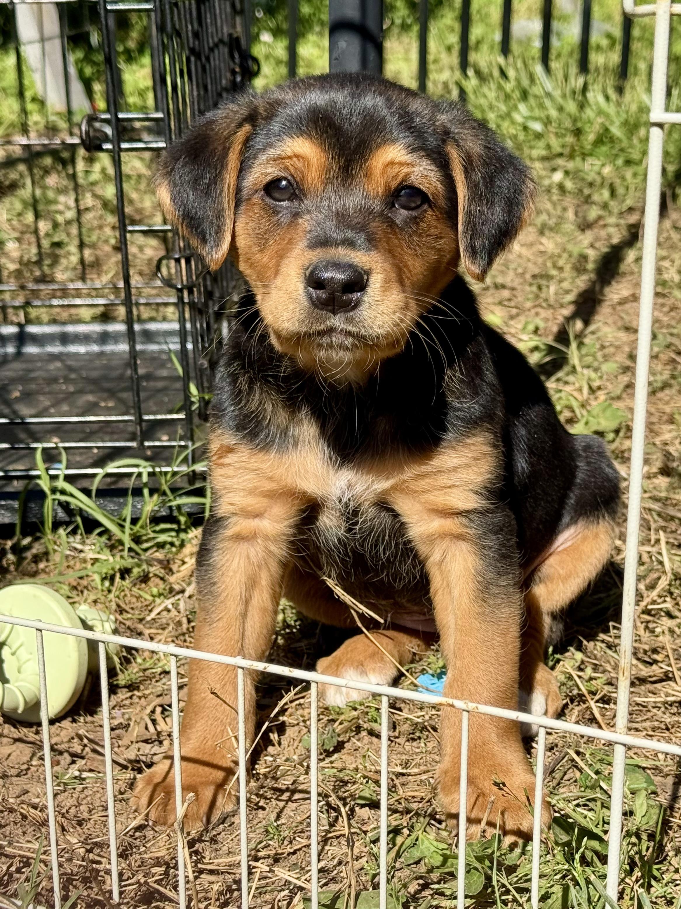 Enlarge Congaree, a ADOPTABLE mixed breed in Richmond, VA image 2/2
