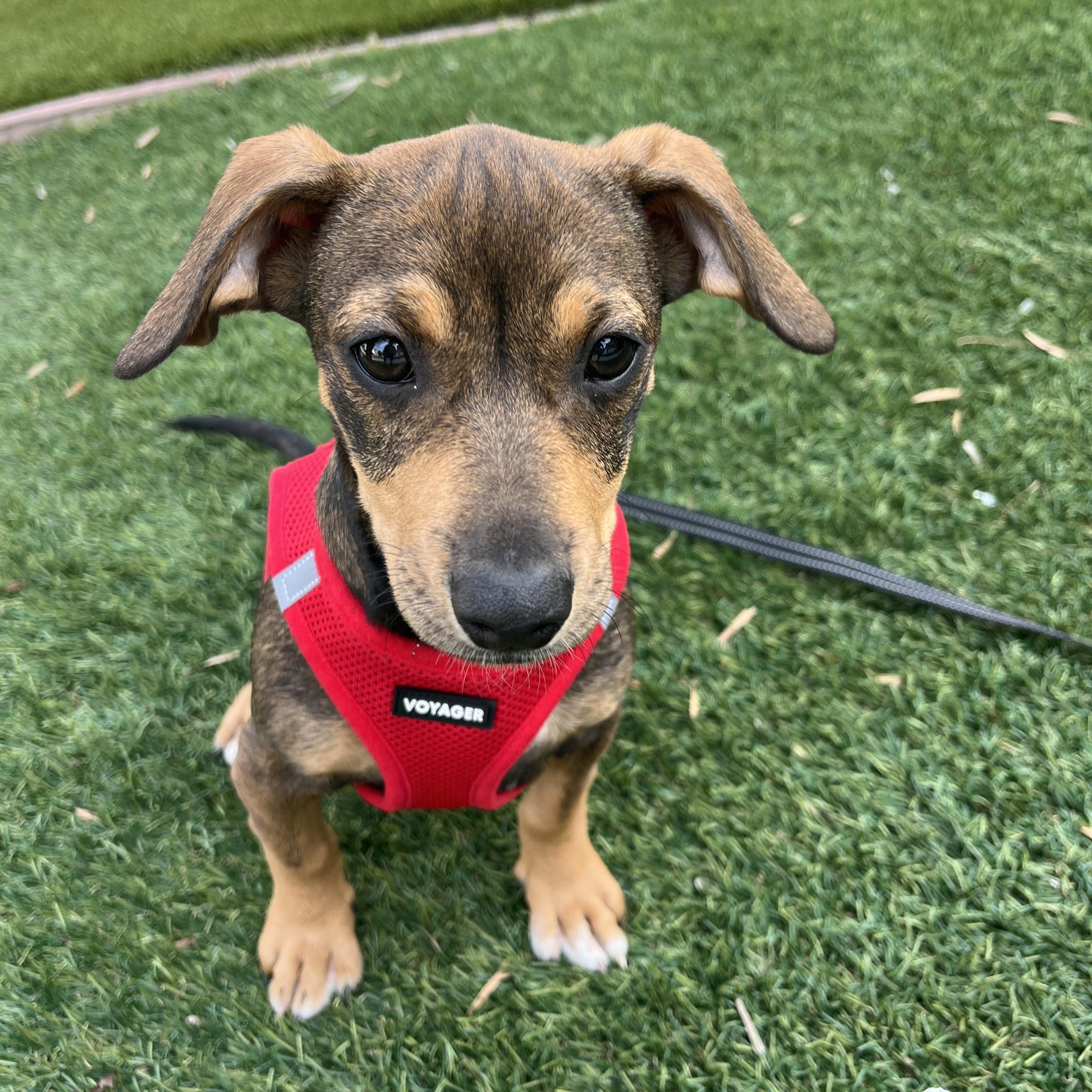 Enlarge Frankie, an adopted mixed breed in Poway, CA image 4/5