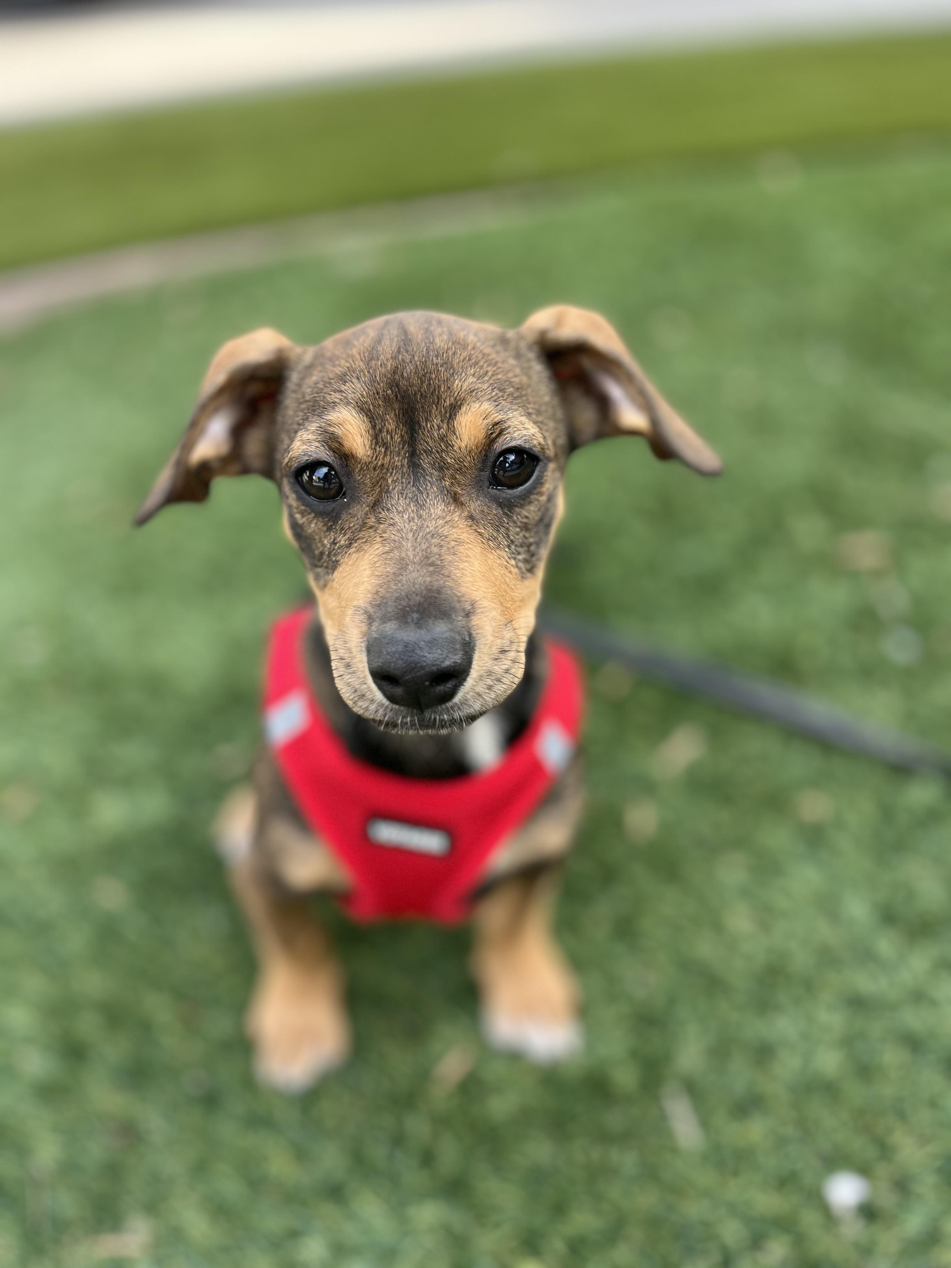 Enlarge Frankie, an adopted mixed breed in Poway, CA image 3/5