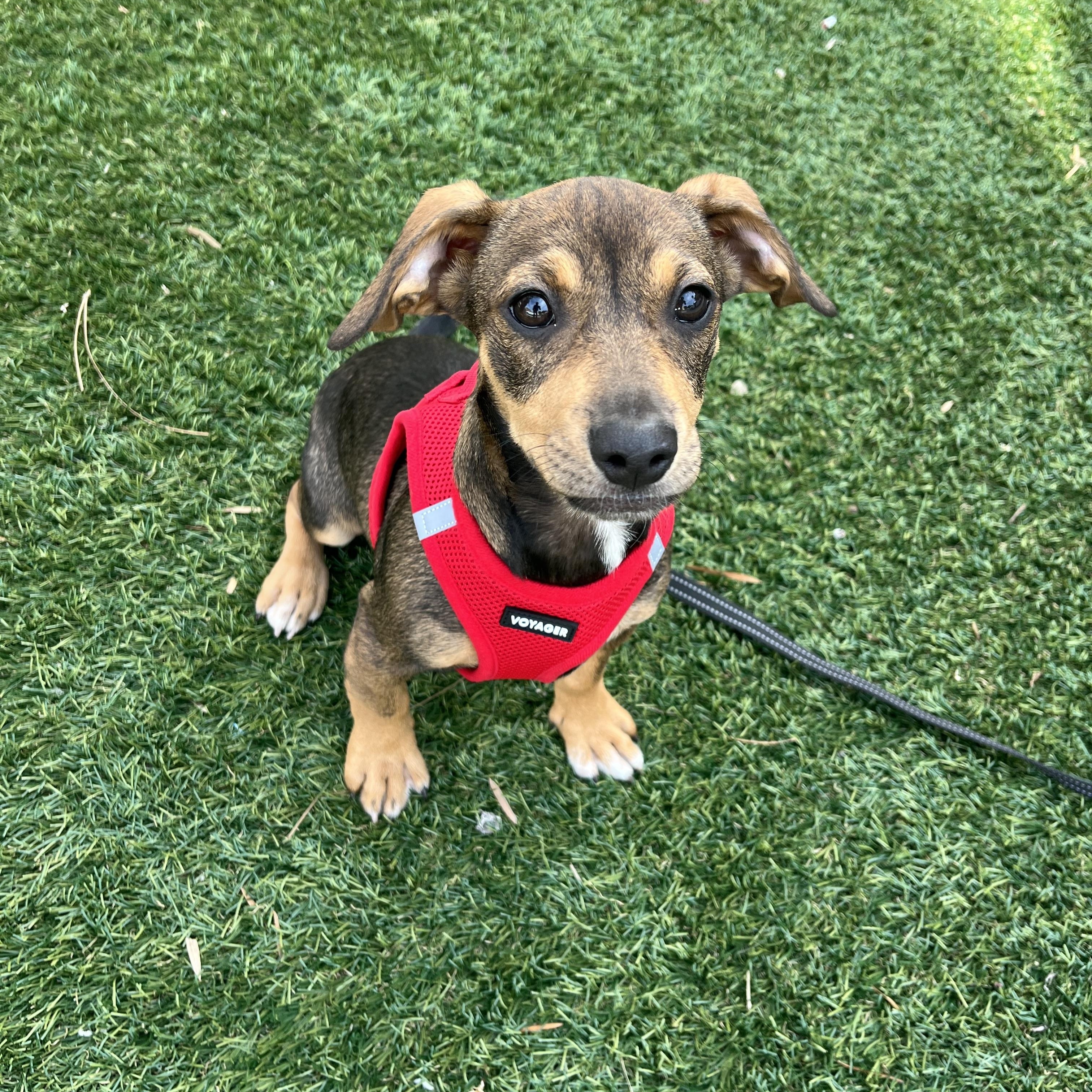 Frankie, adopted, Puppy Male Miniature Pinscher & Rat Terrier.