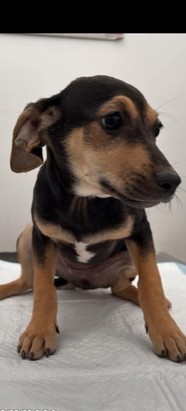 Frankie, ADOPTABLE, Puppy Male Terrier.
