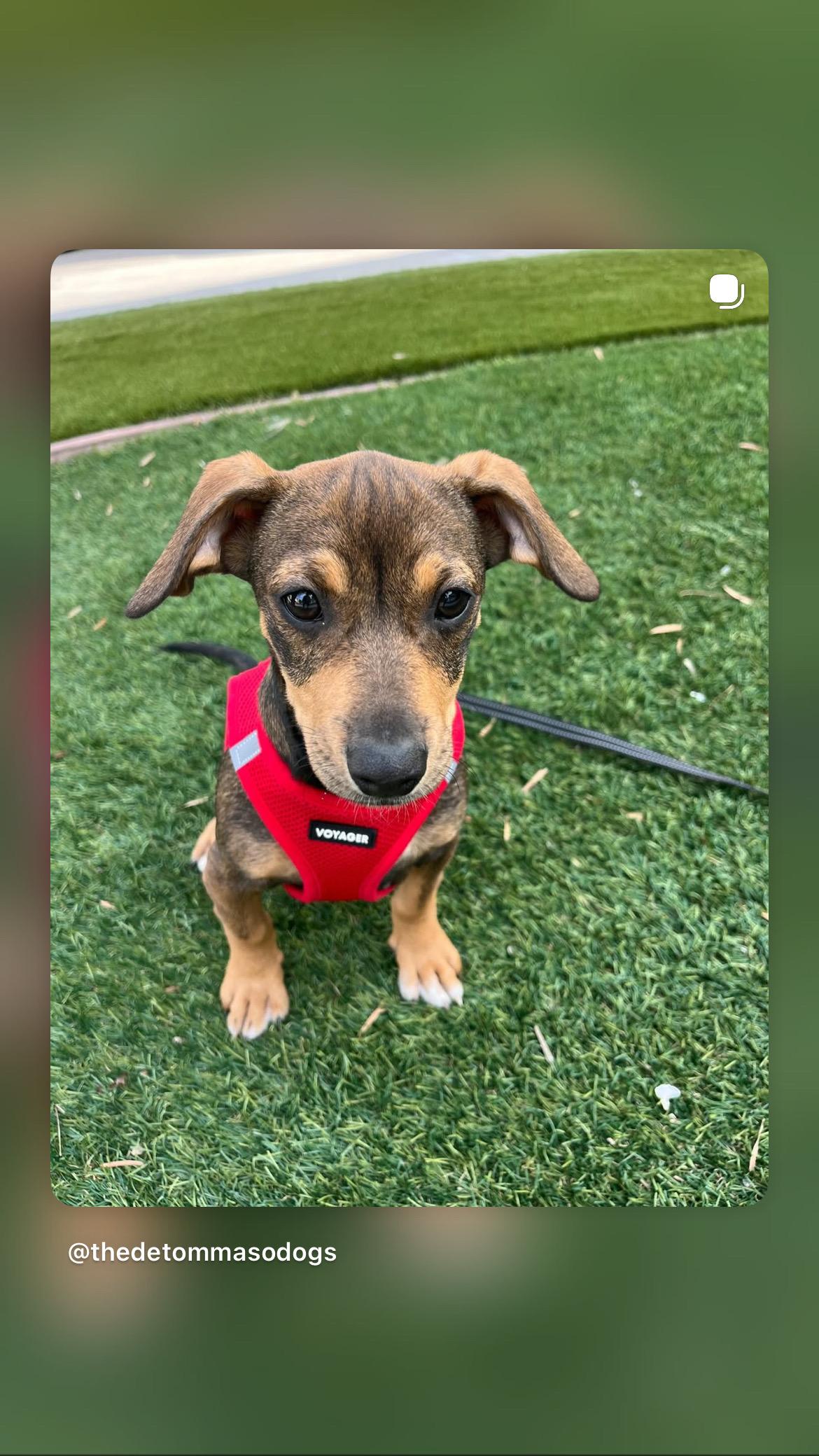 Enlarge Frankie, an adopted mixed breed in Poway, CA image 2/5