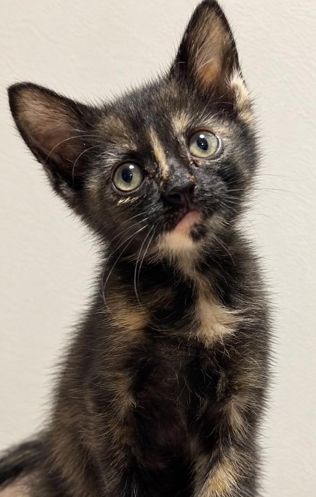 Binx, Adoptable, Kitten Female Domestic Short Hair.