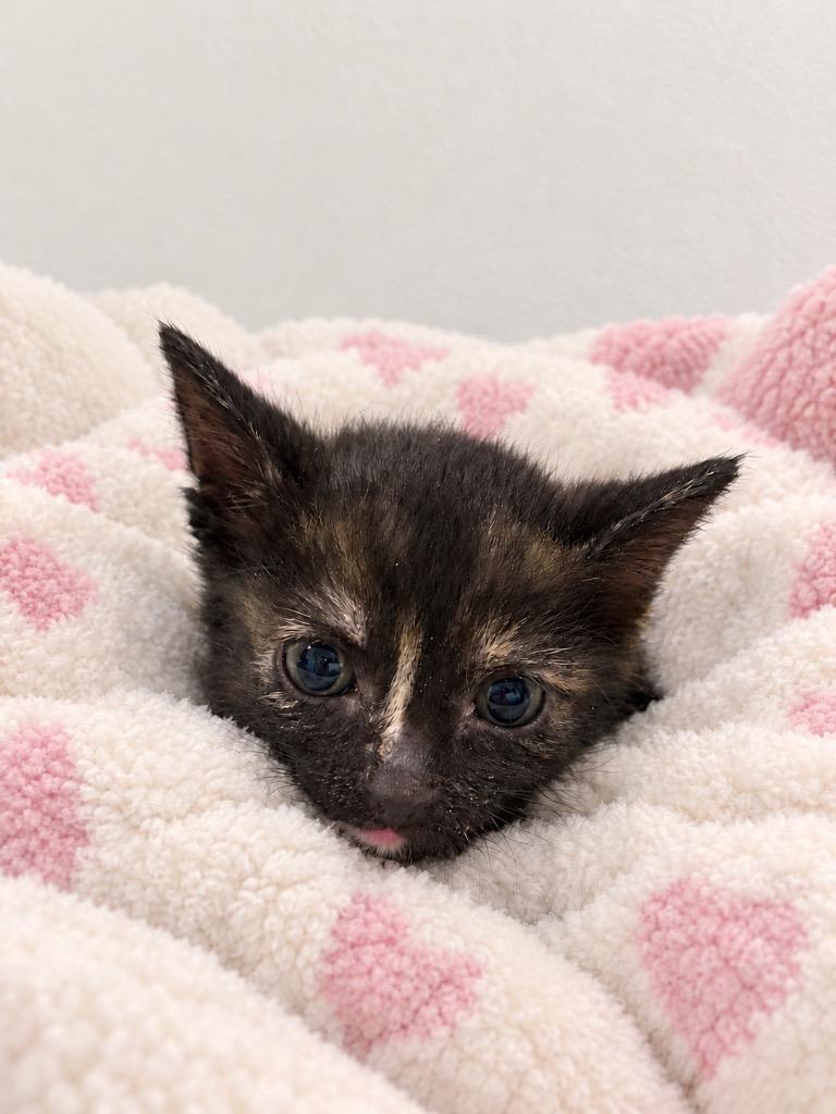 Enlarge Binx, a Adoptable mixed breed in Clinton, SC image 2/2