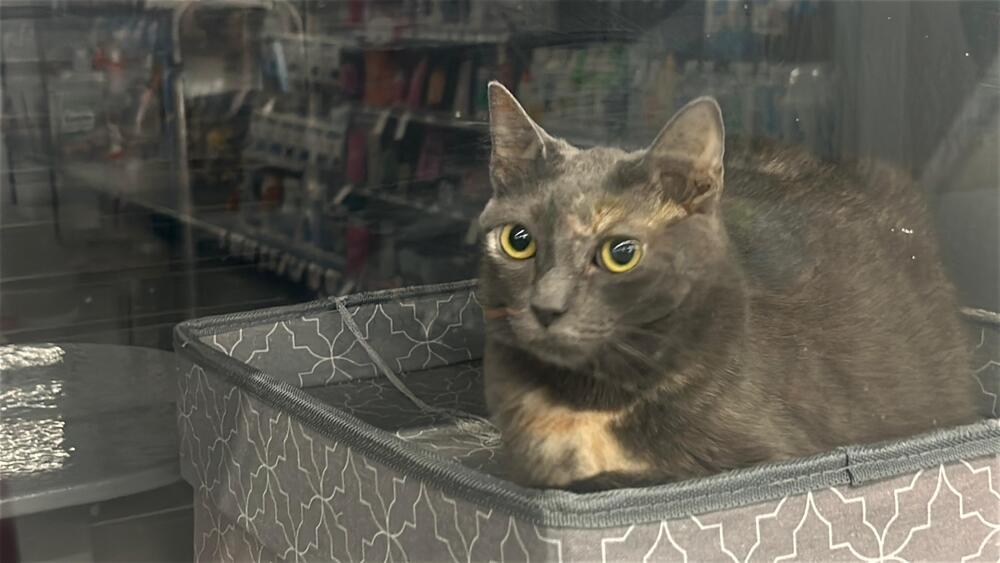 Patches, Adoptable, Kitten Female Domestic Short Hair.