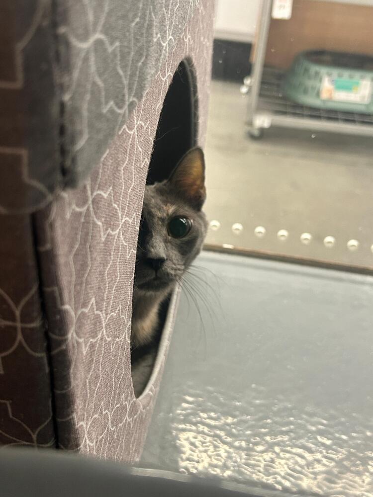 Patches, a Adoptable Domestic Short Hair in Orlando, FL image 2/6