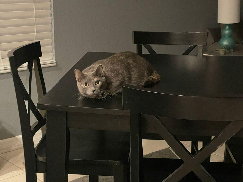 Enlarge Patches, a Adoptable Domestic Short Hair in Orlando, FL image 2/4