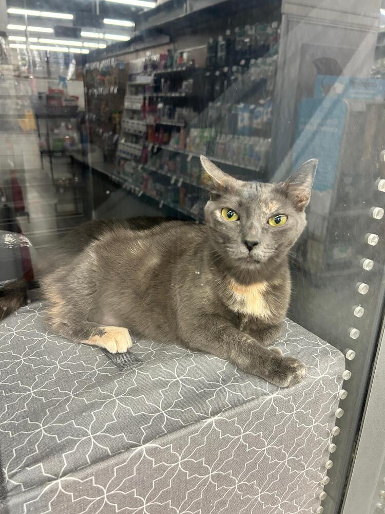 Enlarge Patches, a Adoptable Domestic Short Hair in Orlando, FL image 5/6