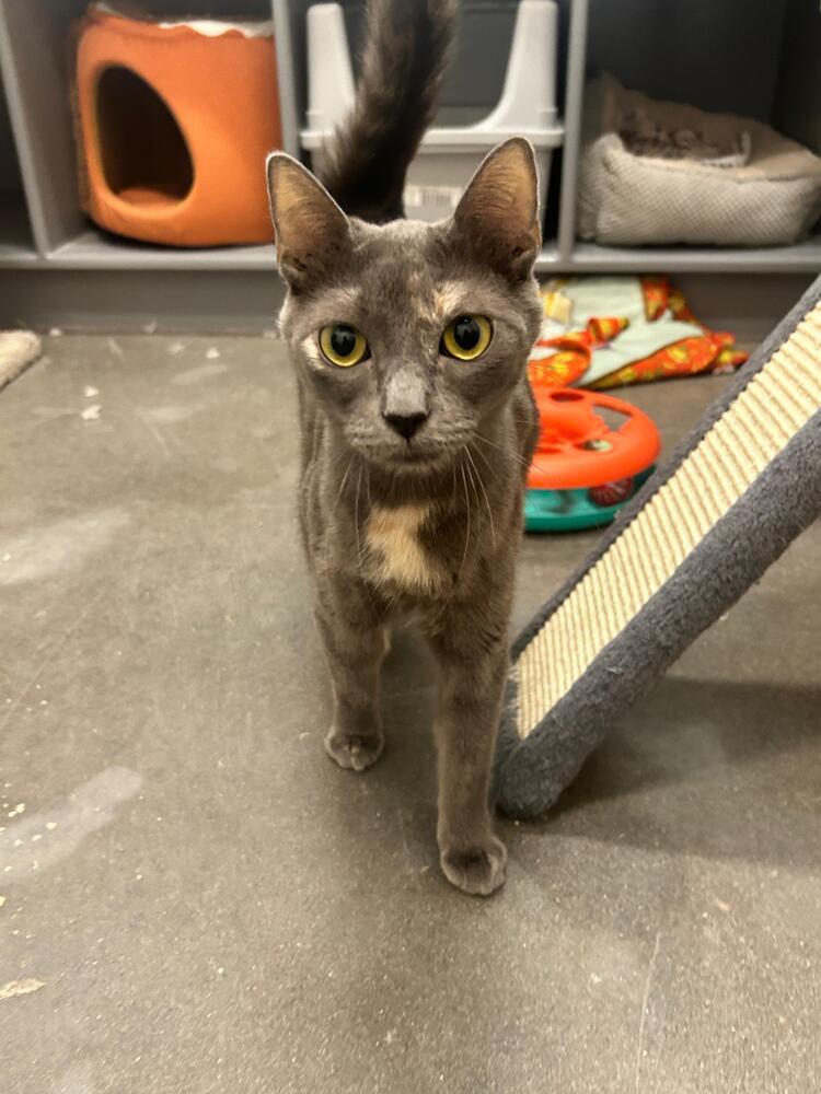 Enlarge Patches, a Adoptable Domestic Short Hair in Orlando, FL image 5/6