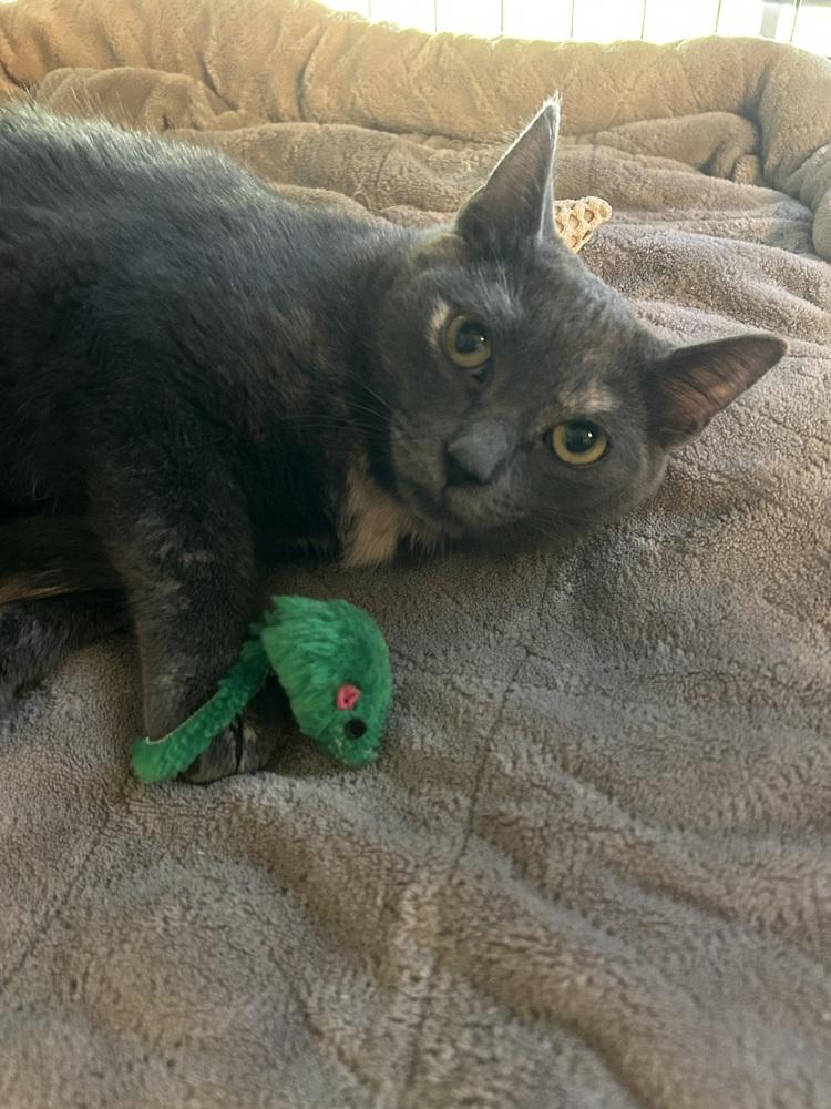 Enlarge Patches, a Adoptable Domestic Short Hair in Orlando, FL image 1/1