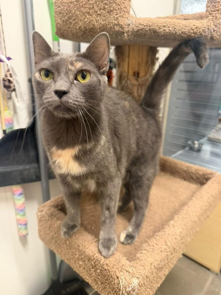 Enlarge Patches, a Adoptable Domestic Short Hair in Orlando, FL image 5/6