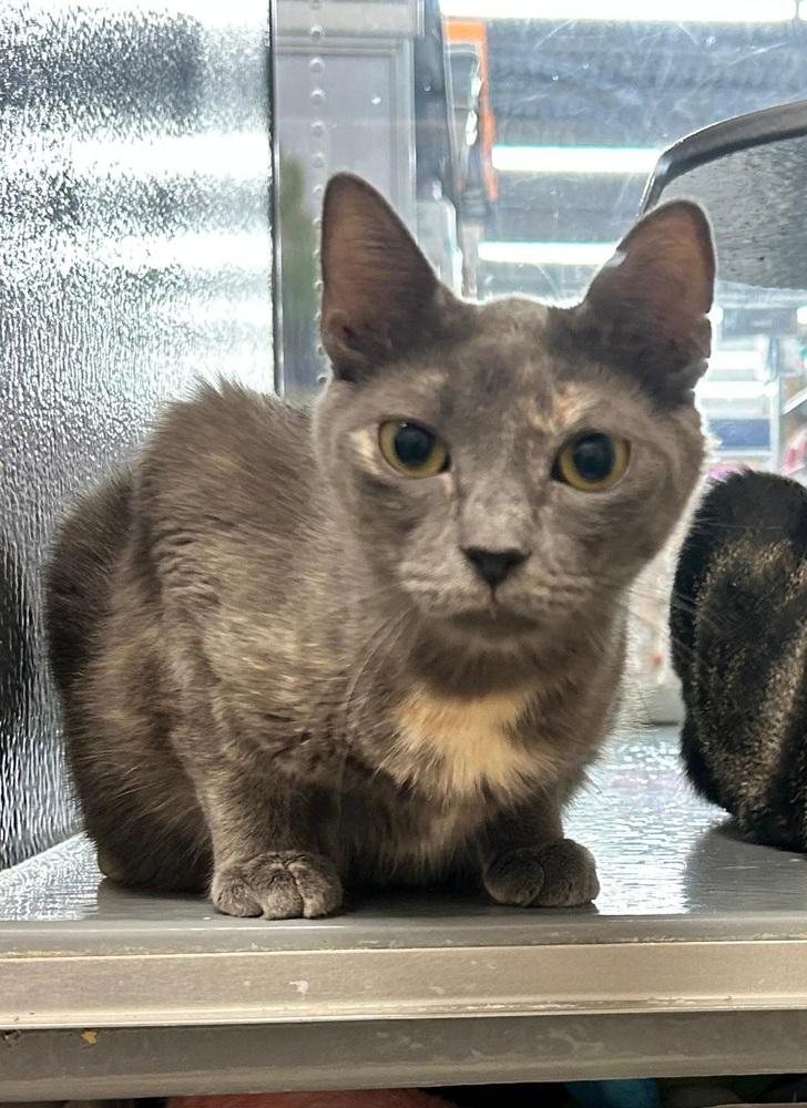 Enlarge Patches, a Adoptable Domestic Short Hair in Orlando, FL image 6/6