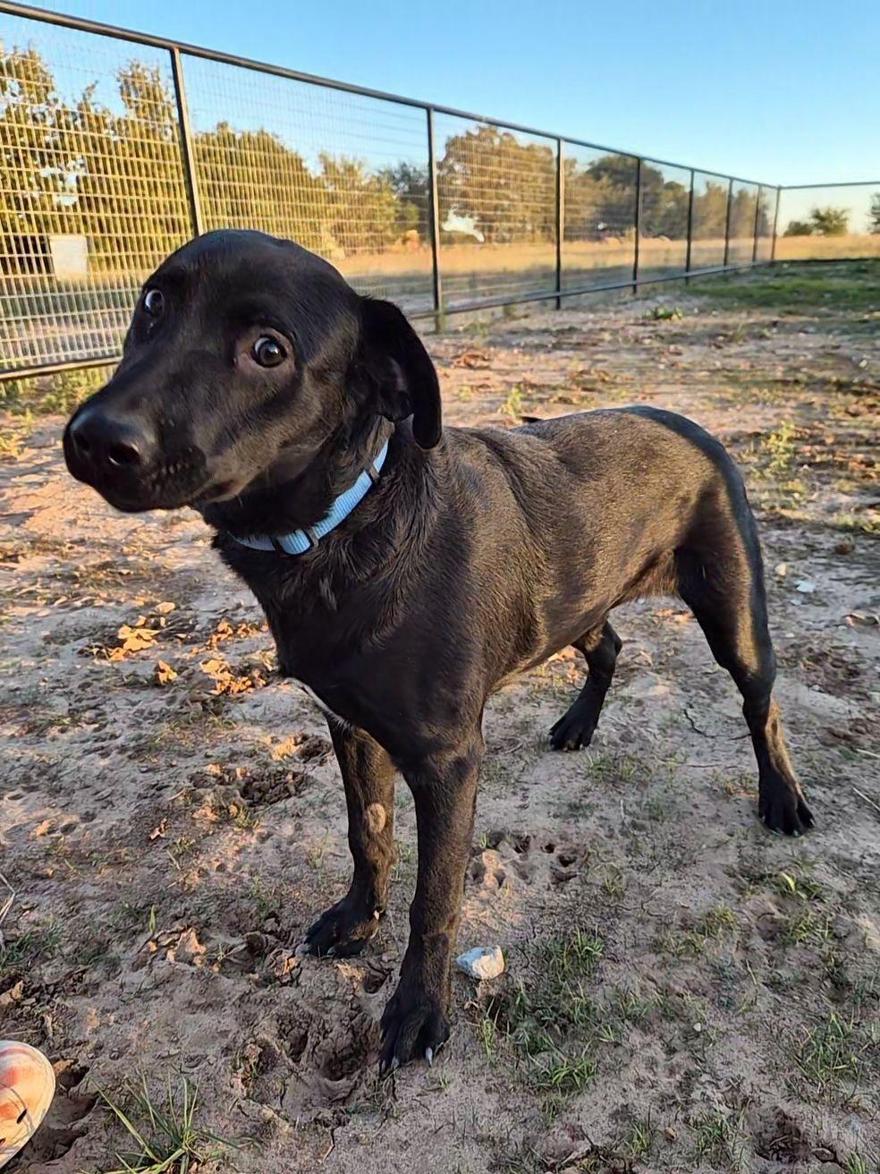 Jett, Adoptable, Young Male Black Labrador Retriever & Mixed Breed.