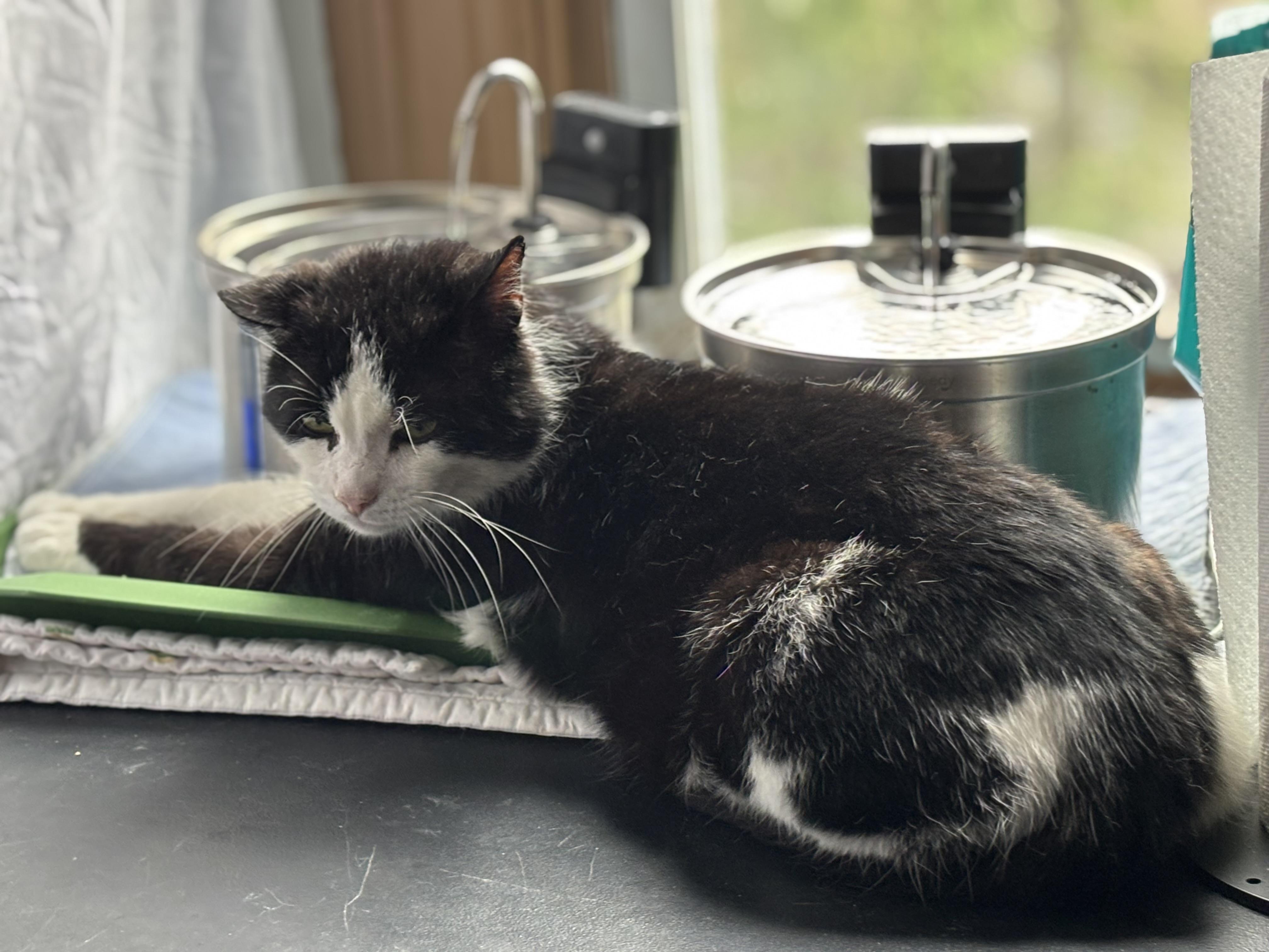 Sherman, a Adoptable Domestic Short Hair in Pittsburgh, PA image 3/4