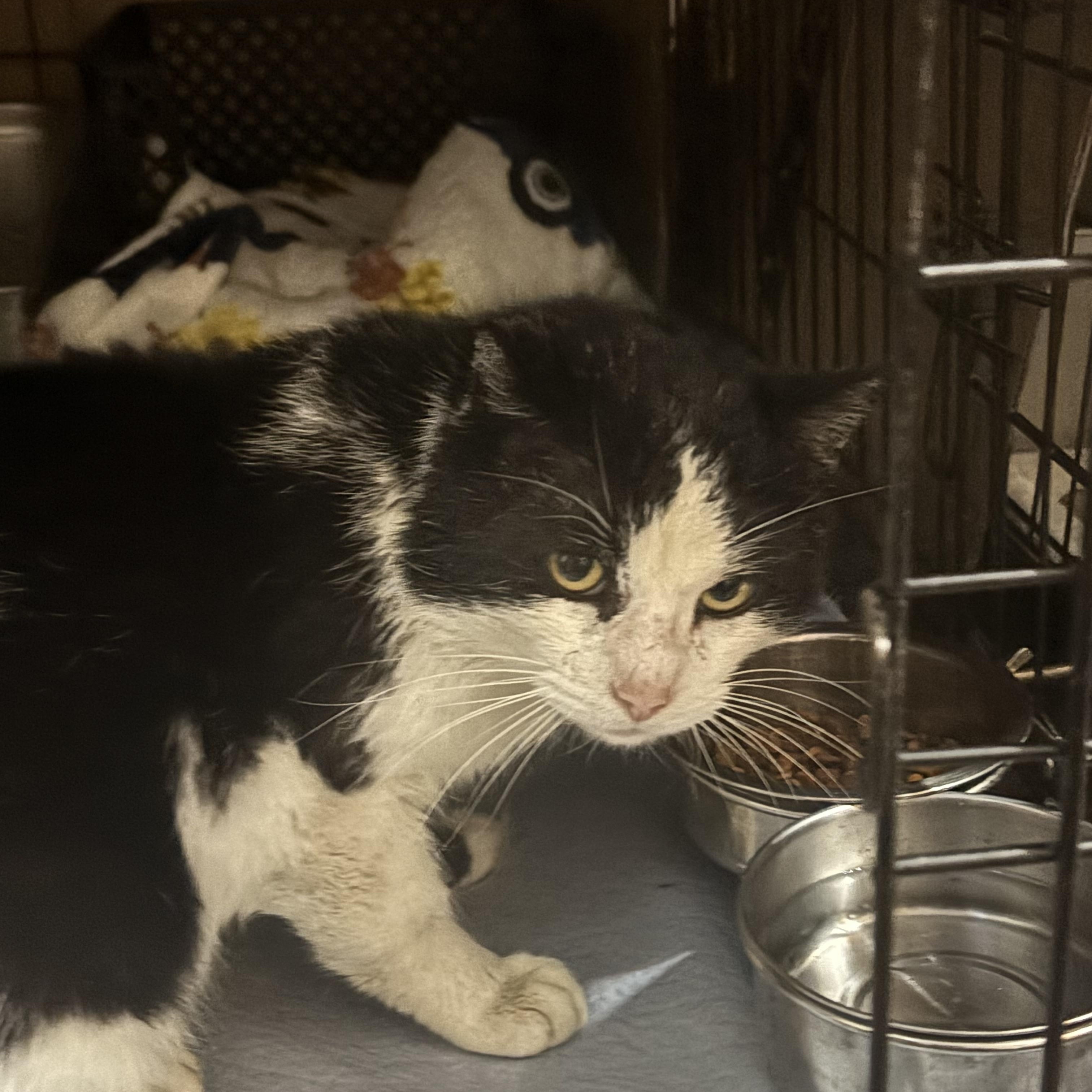 Sherman, a Adoptable Domestic Short Hair in Pittsburgh, PA image 2/4