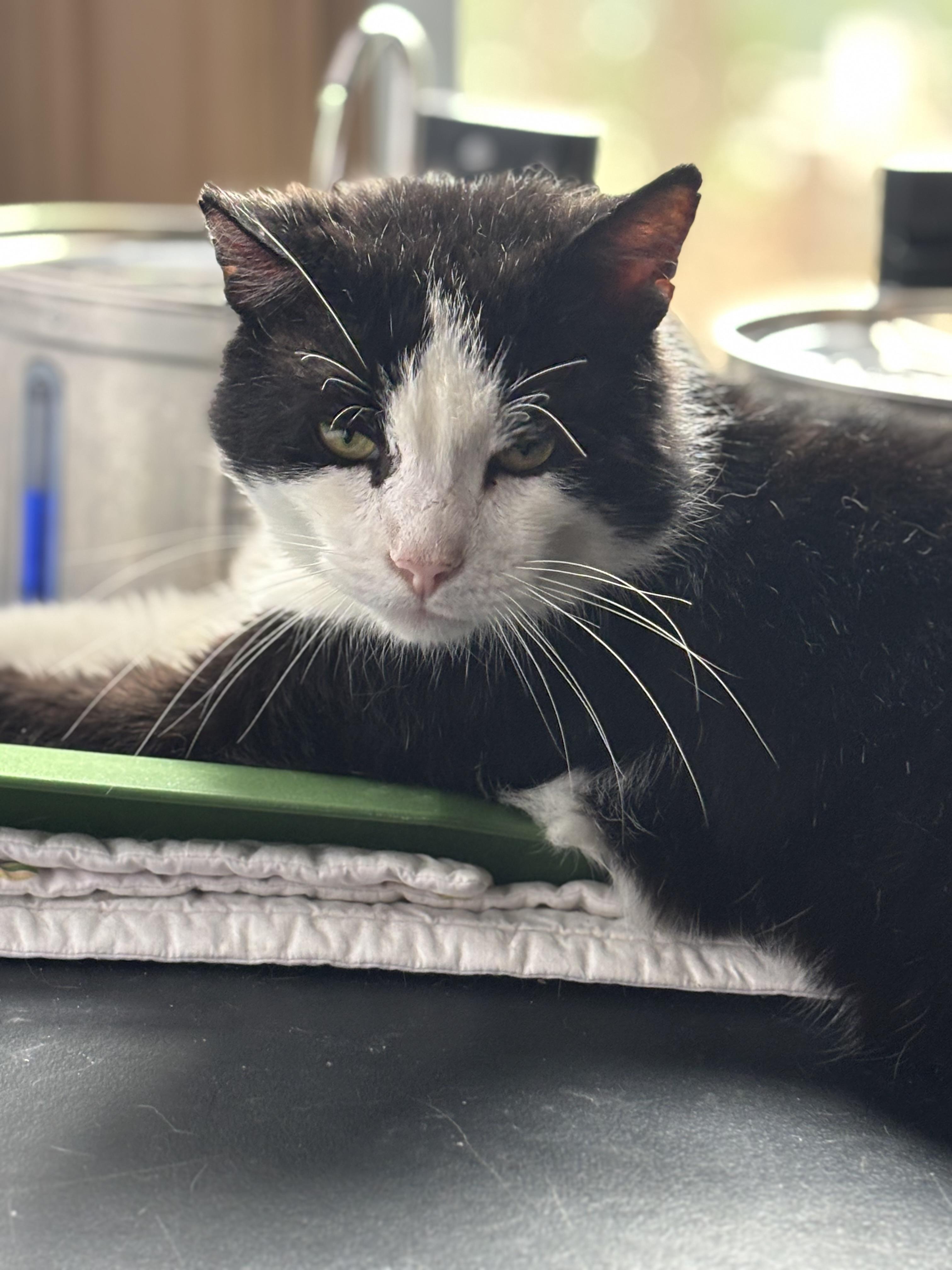 Sherman, a Adoptable Domestic Short Hair in Pittsburgh, PA image 1/4