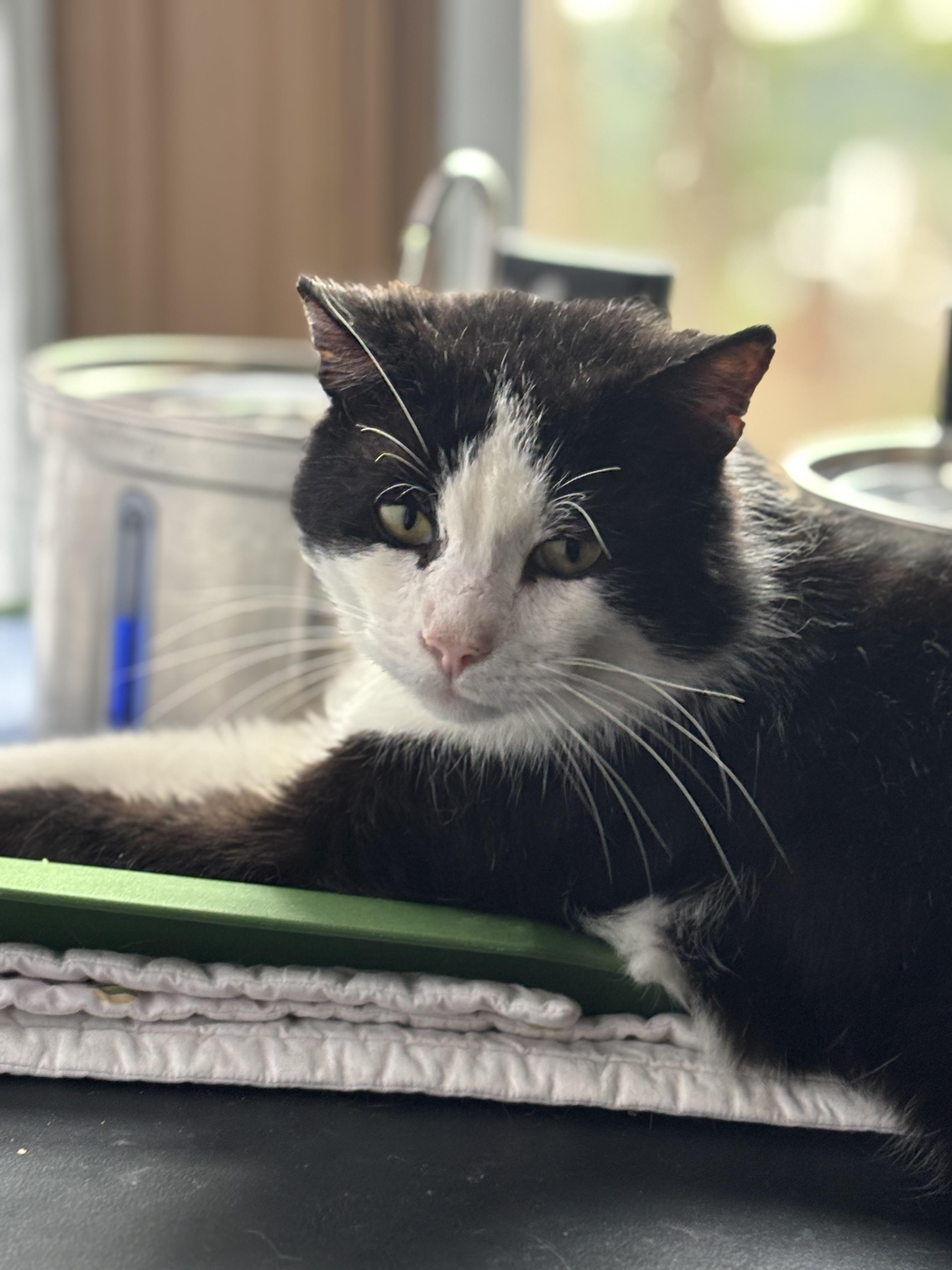 Sherman, a Adoptable Domestic Short Hair in Pittsburgh, PA image 4/4