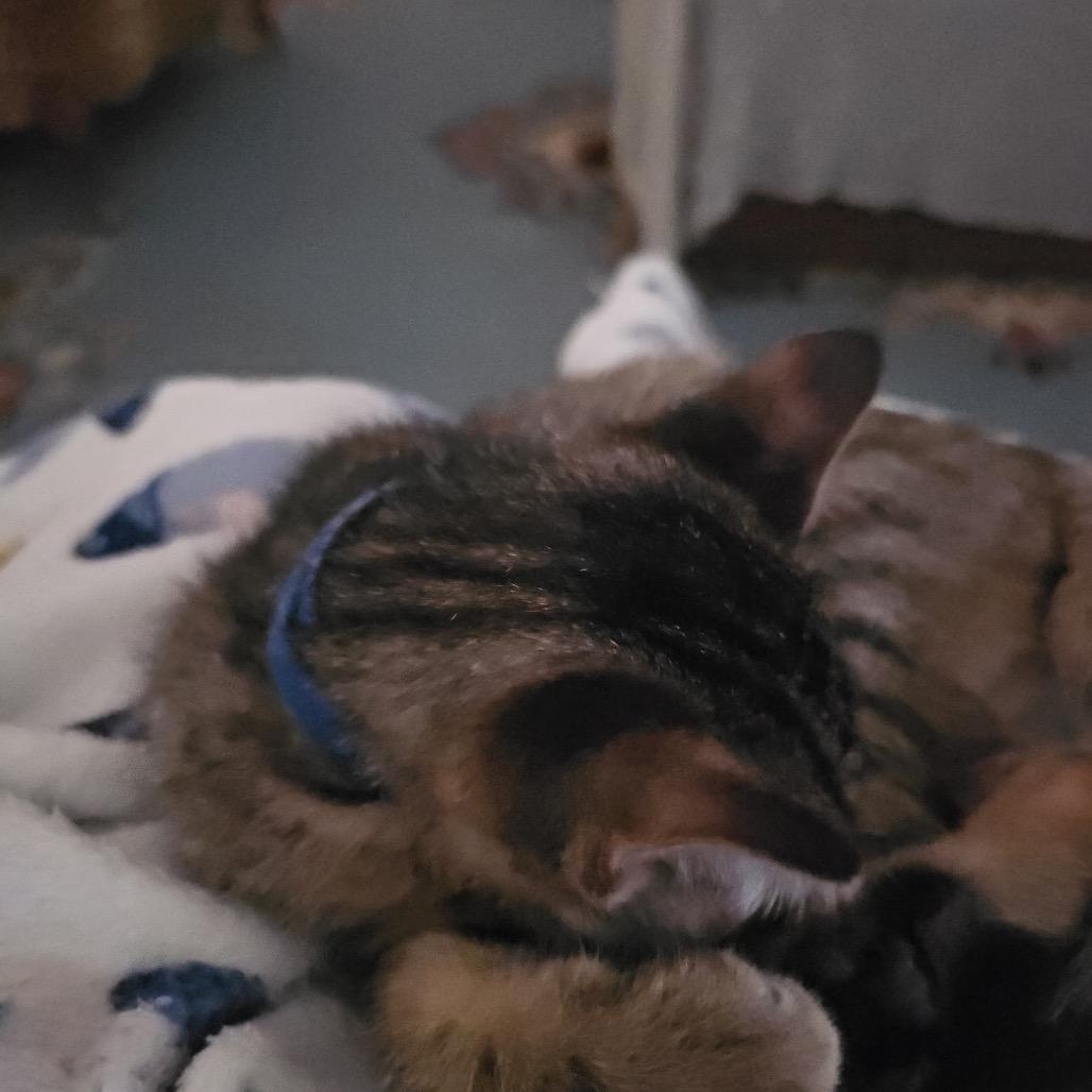 Milo, Adoptable, Young Male Domestic Short Hair.