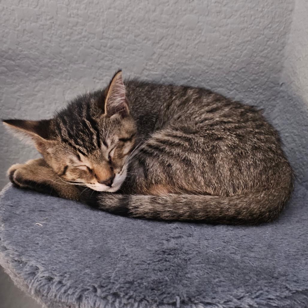 Enlarge Milo, a Adoptable Domestic Short Hair in Baytown, TX image 2/5