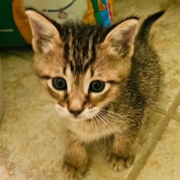 Enlarge Milo, a Adoptable Domestic Short Hair in Baytown, TX image 3/5