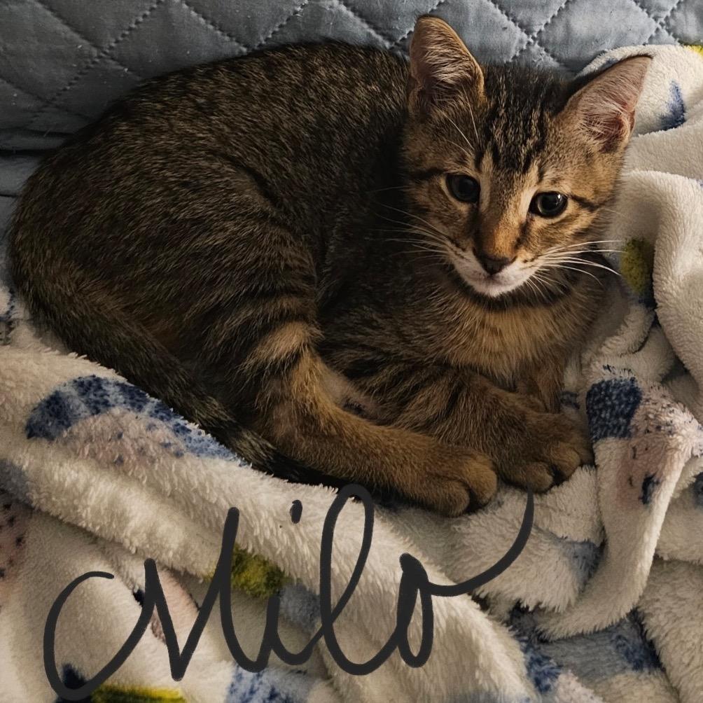 Enlarge Milo, a Adoptable Domestic Short Hair in Baytown, TX image 4/5