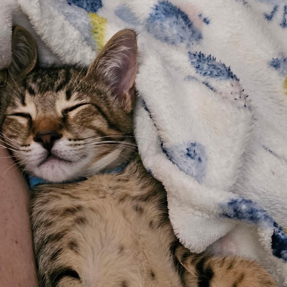 Enlarge Milo, a Adoptable Domestic Short Hair in Baytown, TX image 5/5