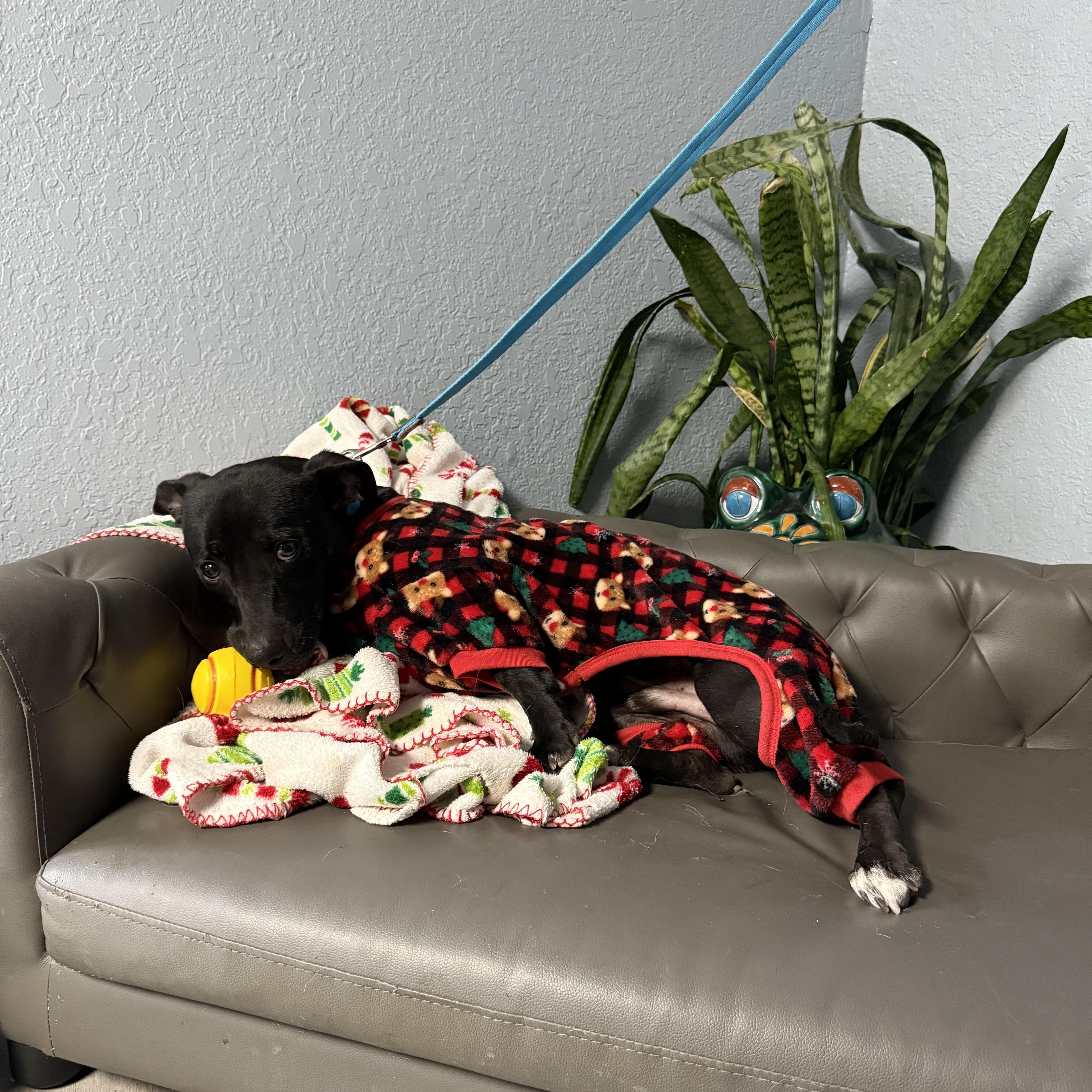 Edison Everly