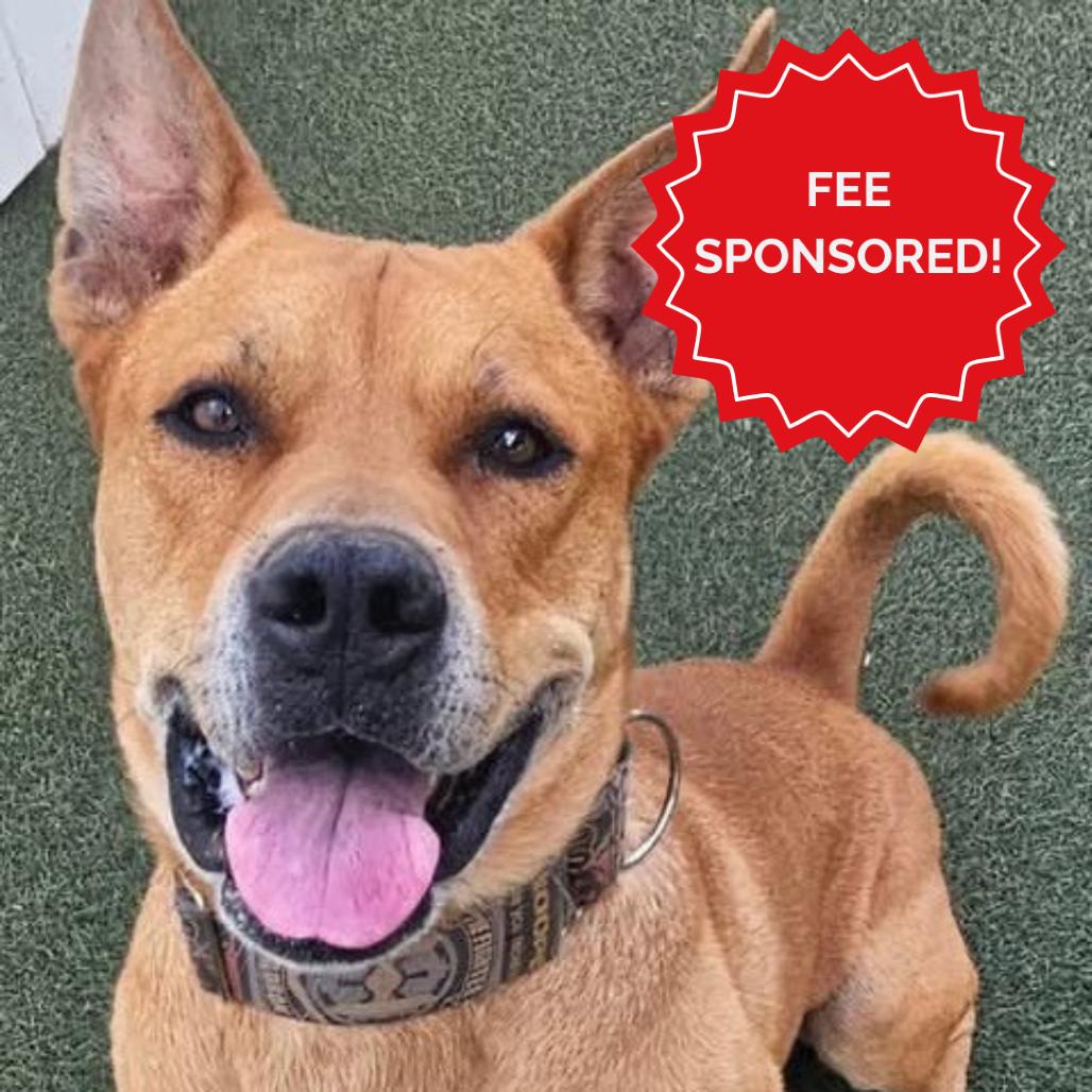 Rocko - Loves his people & toys Adoption Fee Sponsored! $0, Adoptable, Senior Male Staffordshire Bull Terrier.