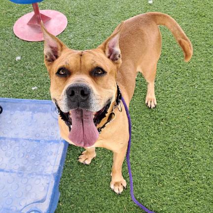 Rocko - Loves his people & toys Adoption Fee Sponsored! $0, a Adoptable mixed breed in Flagstaff, AZ image 5/6