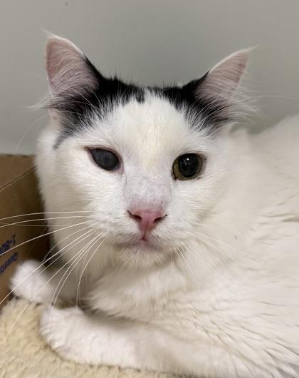 Phoebe, Adoptable, Adult Female Domestic Long Hair & Domestic Short Hair.