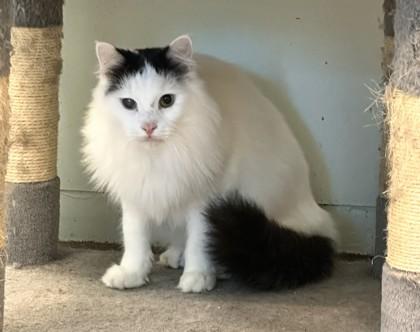 Enlarge Phoebe, a Adoptable mixed breed in Palm Coast, FL image 2/2