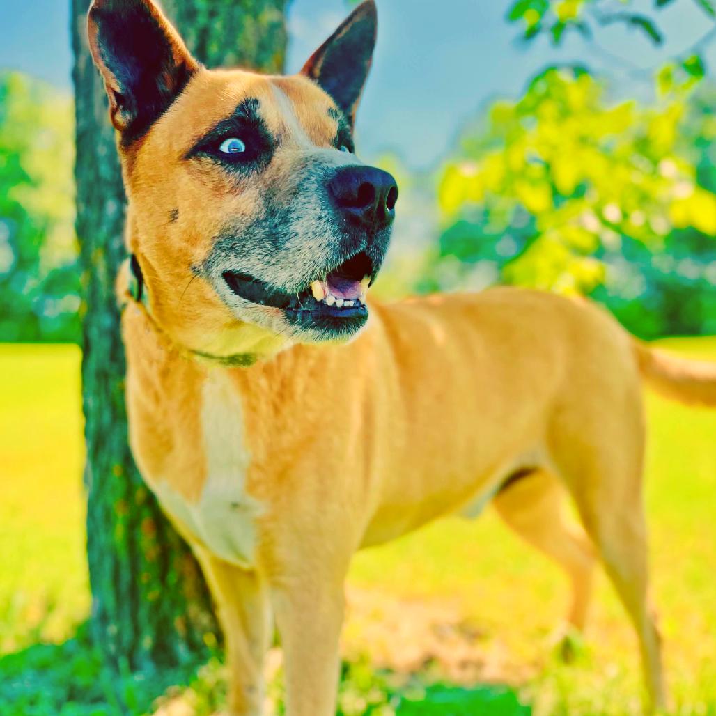 Creek, Adoptable, Adult Male Shepherd.