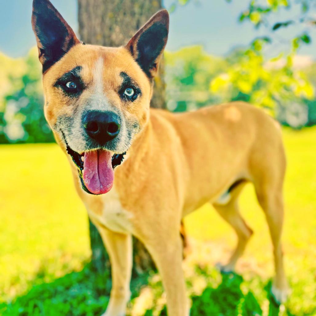 Creek, a Adoptable Shepherd in Lebanon, MO image 2/4