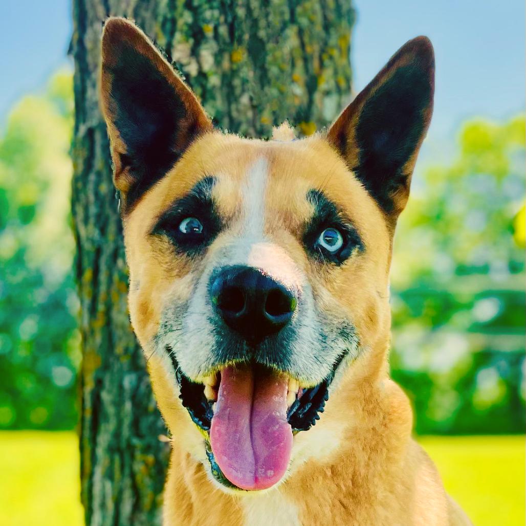 Creek, a Adoptable Shepherd in Lebanon, MO image 4/4