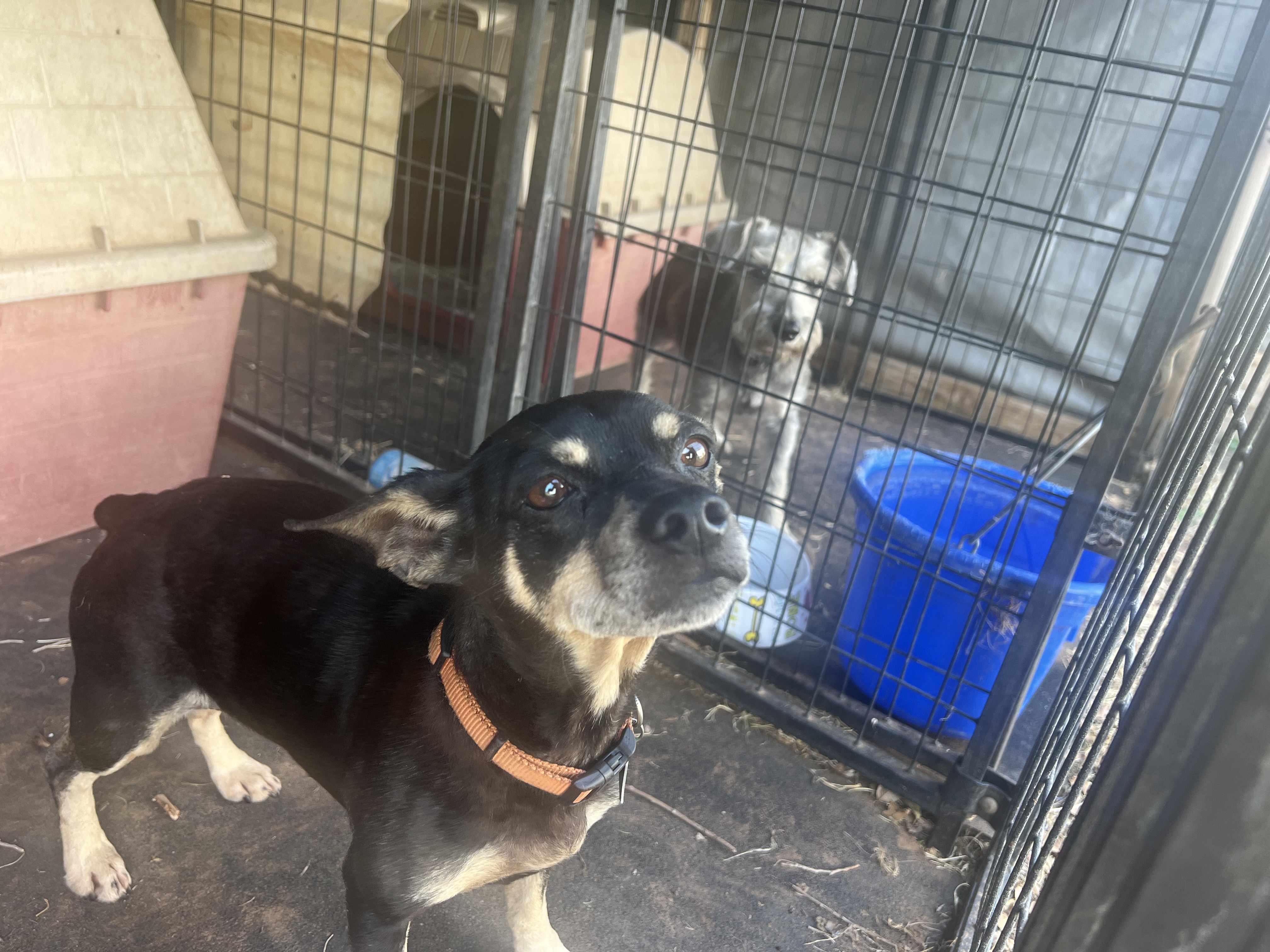 Enzo, Adult Male Miniature Pinscher