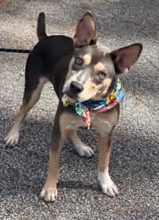 Delta, Adoptable, Young Female Australian Kelpie.