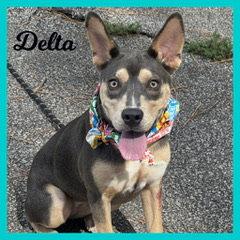 Enlarge Delta, a Adoptable Australian Kelpie in Shillington, PA image 2/3
