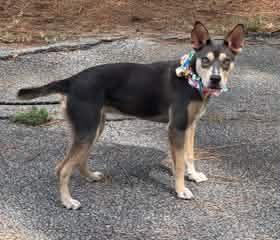 Enlarge Delta, a Adoptable Australian Kelpie in Shillington, PA image 3/3